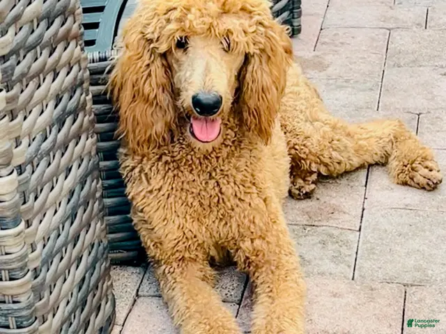 Standard Poodle dogs for sale: Indy - Ad 2