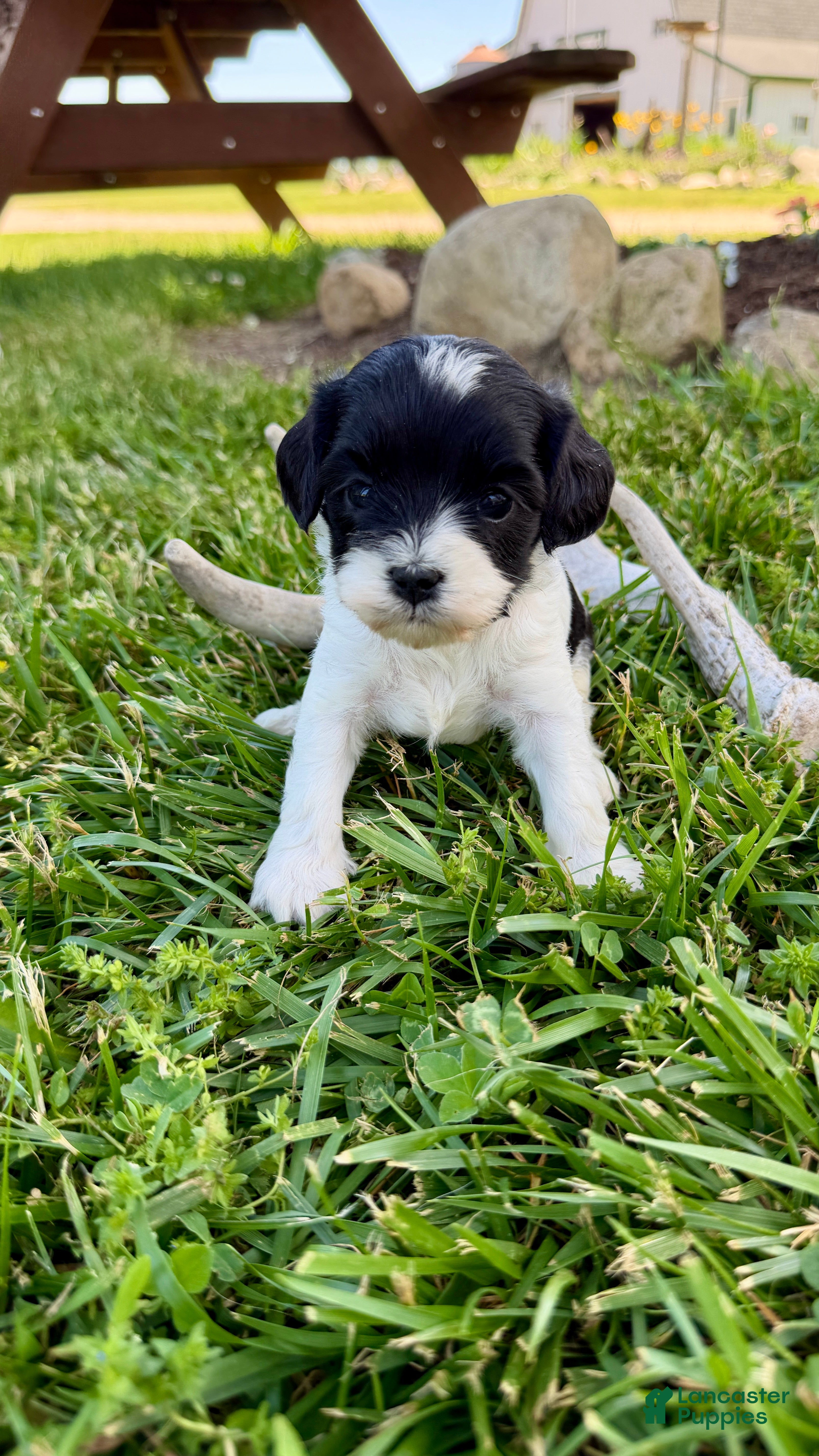 Cavapoo dogs Daisy - Ad 18