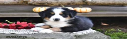 Mixed Breed dogs for sale: Russell - Ad 5