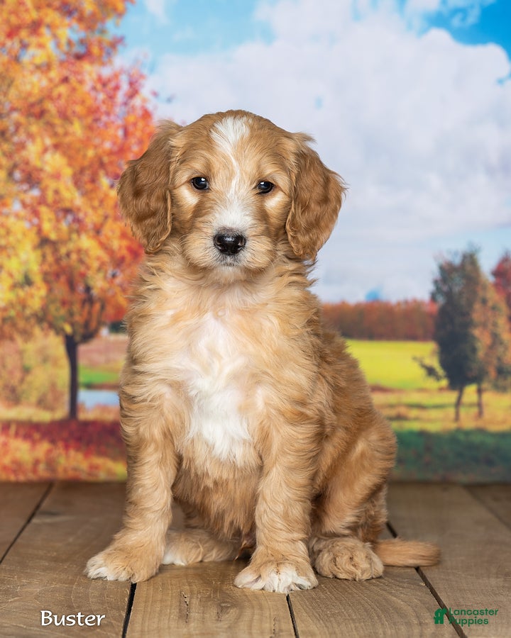 Goldendoodle dogs Buster - Ad 2
