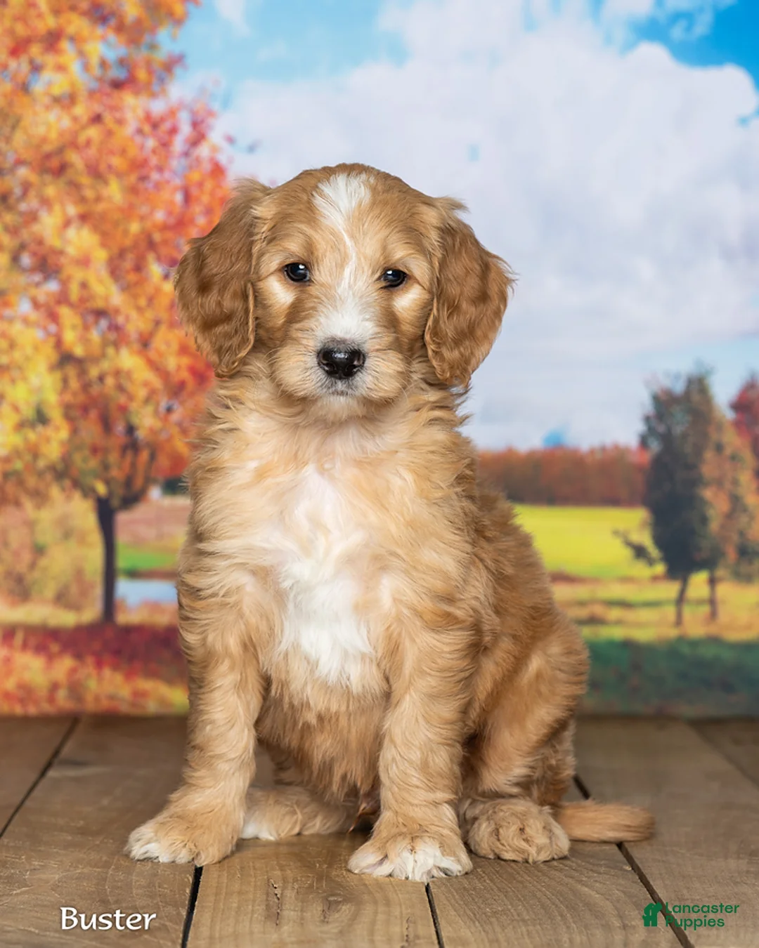 Goldendoodle dogs for sale: Buster - Ad 2