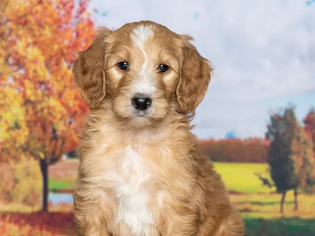 Goldendoodle dogs Buster - Ad 2