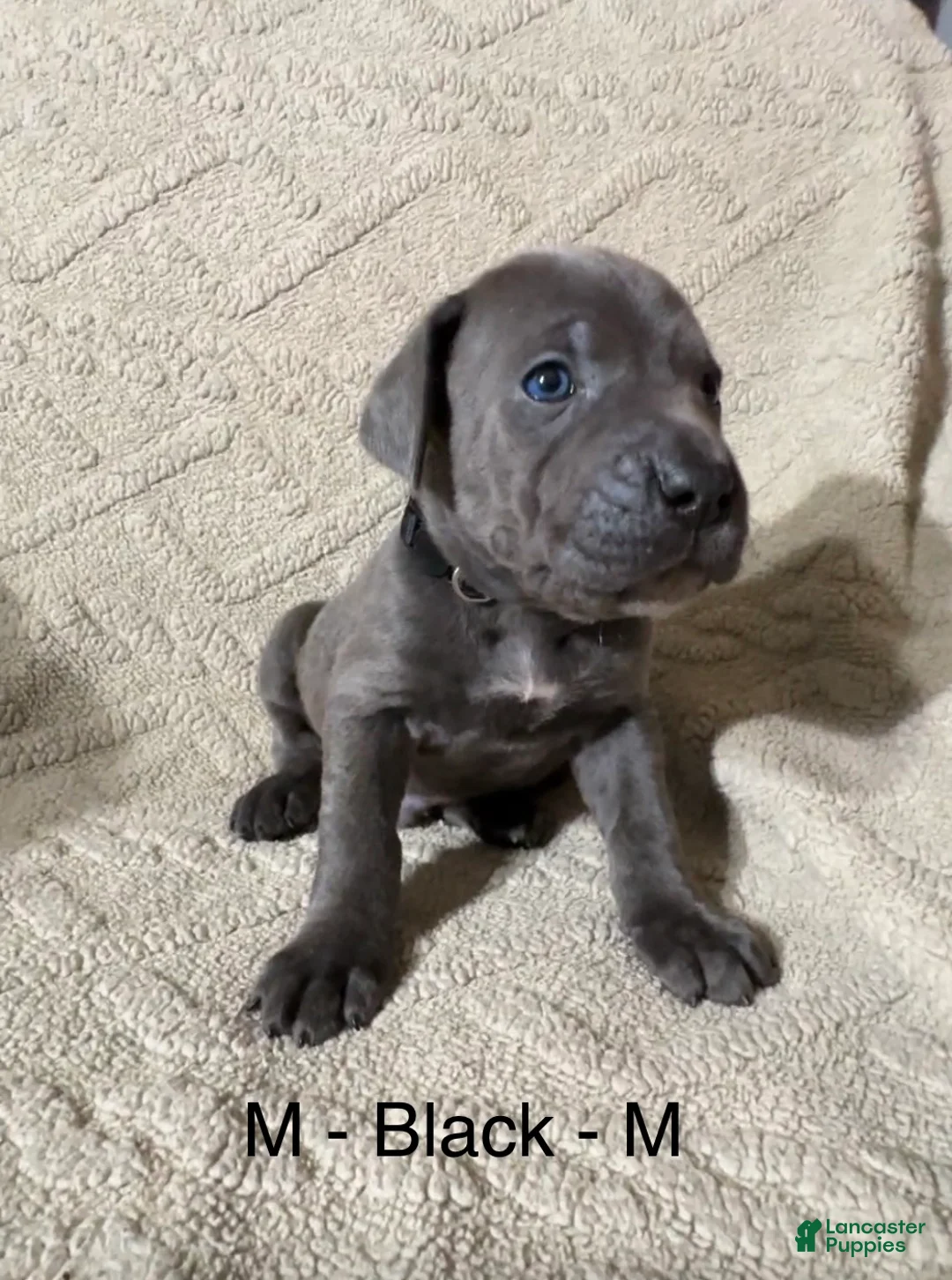 Cane Corso dogs for sale: Black - Ad 2
