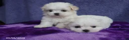 Maltese dogs for sale: Mason - Ad 7