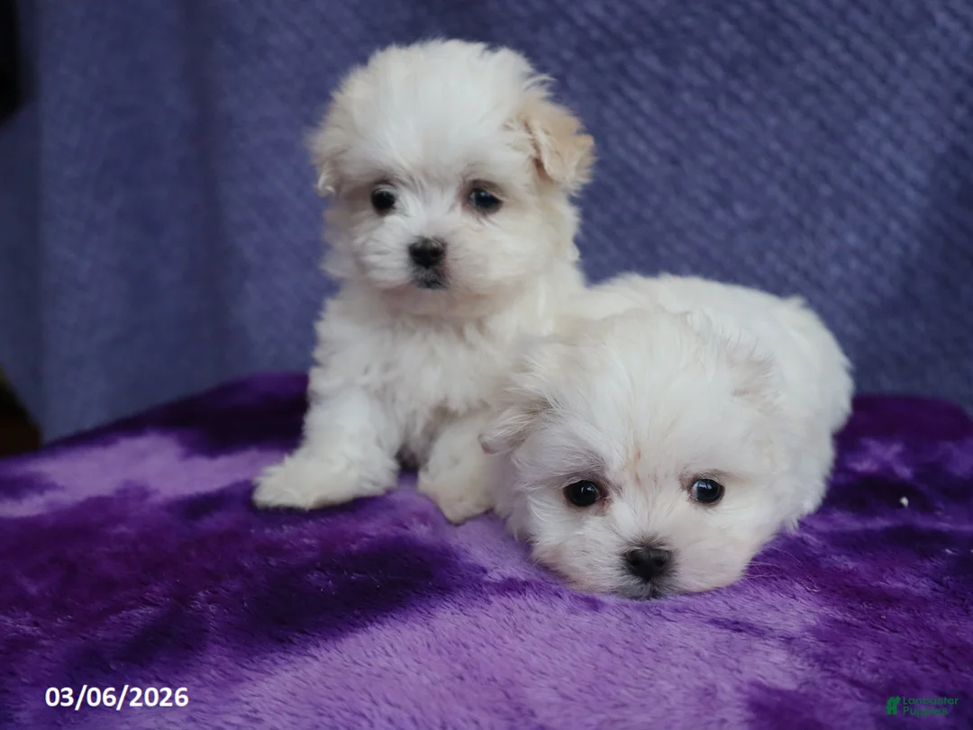 Maltese dogs for sale: Mason - Ad 7