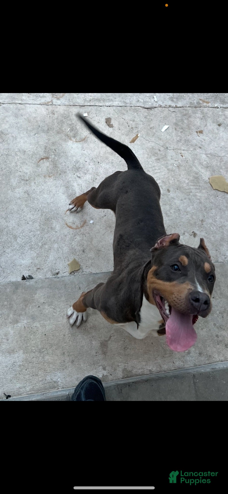 American Bully dogs Boy 1 - Ad 2