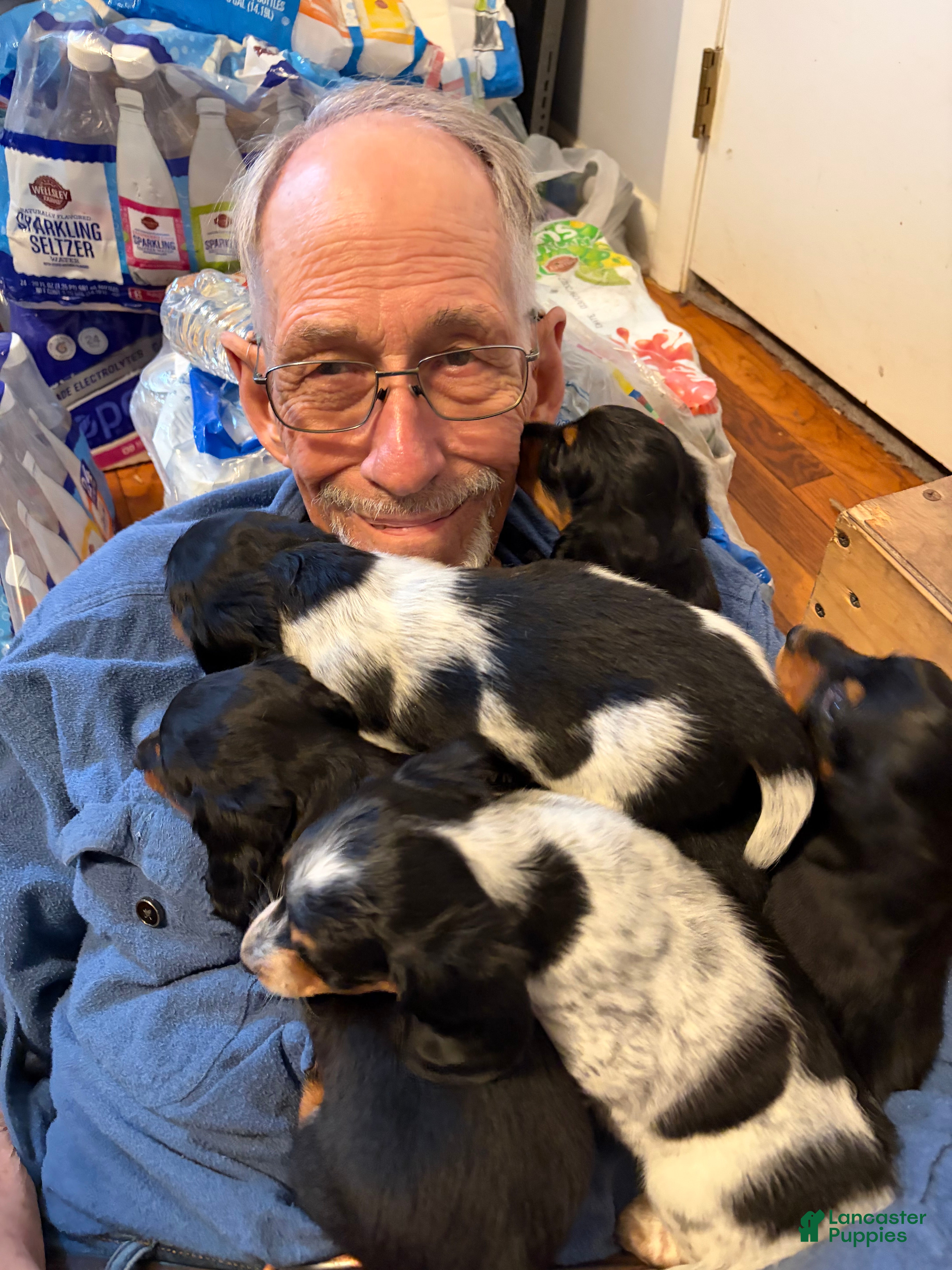 Dachshund dogs Hannah - Ad 2