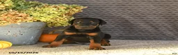 Doberman Pinscher dogs for sale: Echo - Ad 3