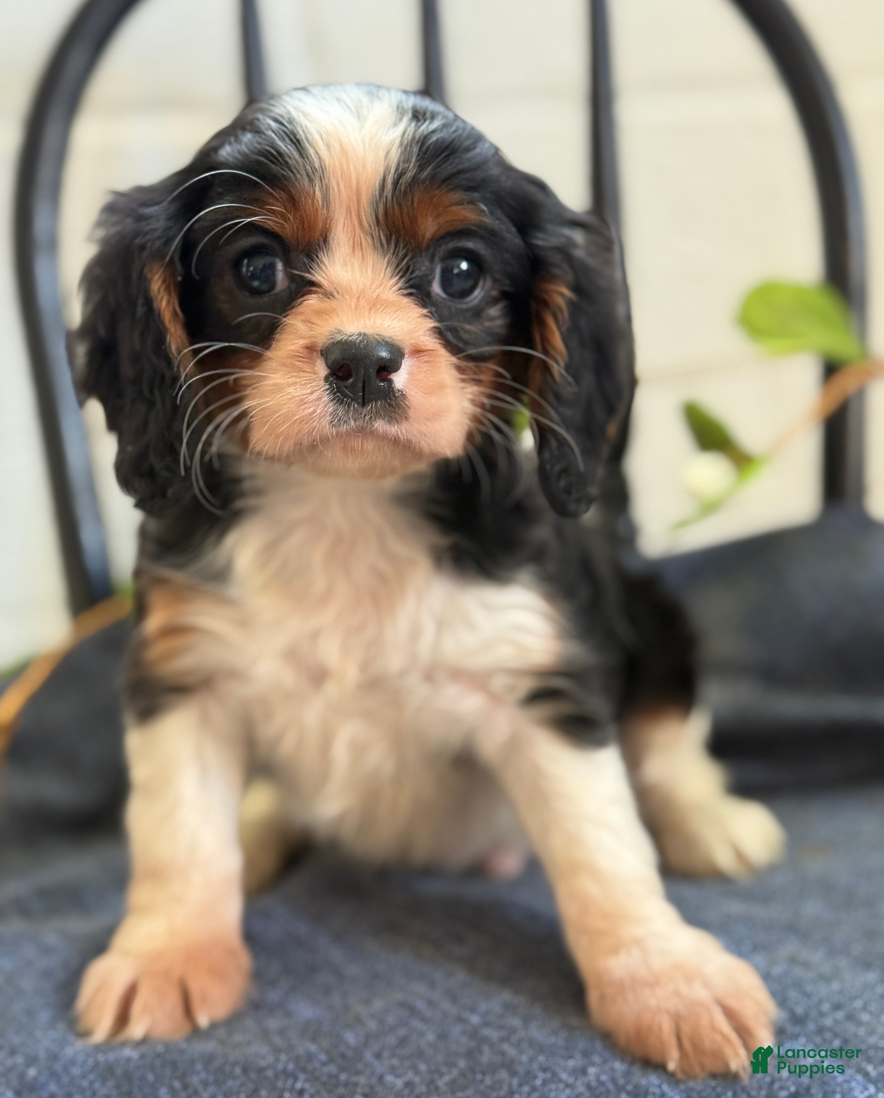 Cavalier King Charles Spaniel dogs for sale: Norris - Ad 1