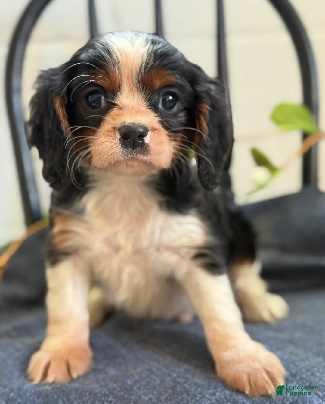 Cavalier King Charles Spaniel dogs for sale: Norris - Ad 1