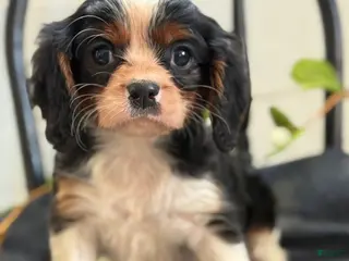 Cavalier King Charles Spaniel dogs for sale: Norris - Ad 1