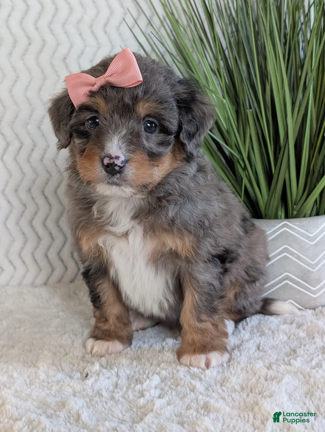 Mini Bernedoodle dogs for sale: Mini Skye  - Ad 9