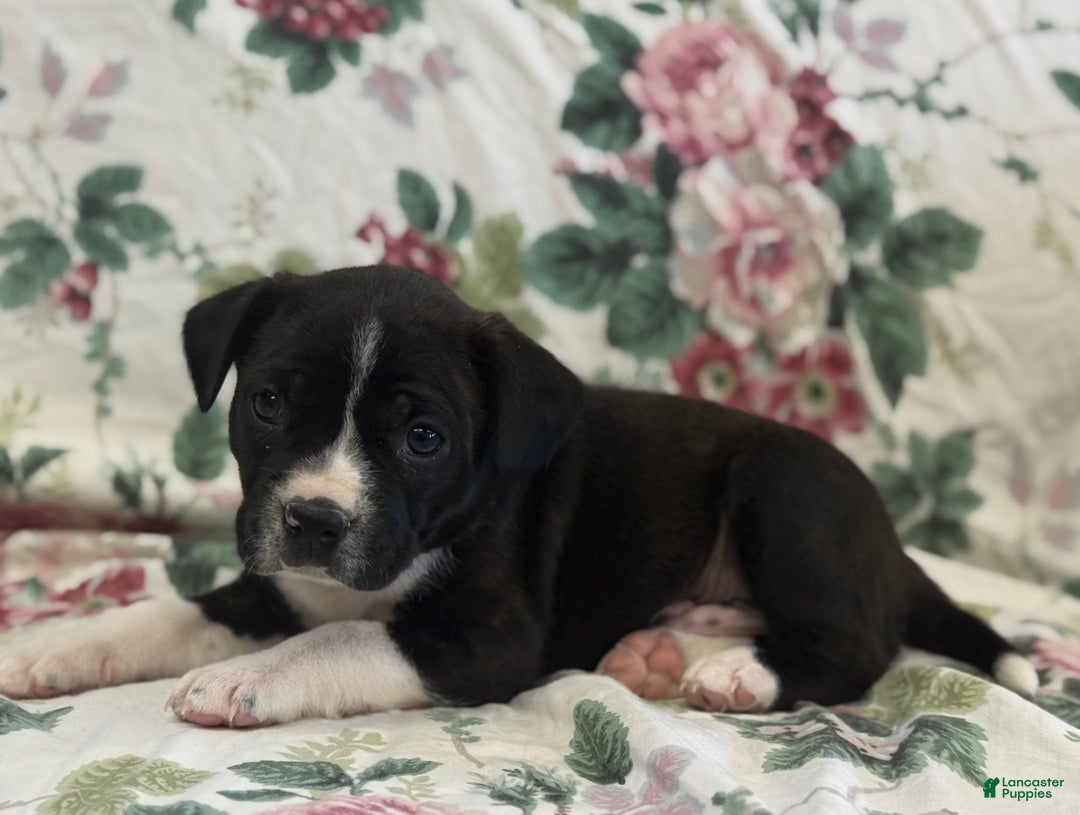 Mixed Breed dogs for sale: Marshall - Ad 3