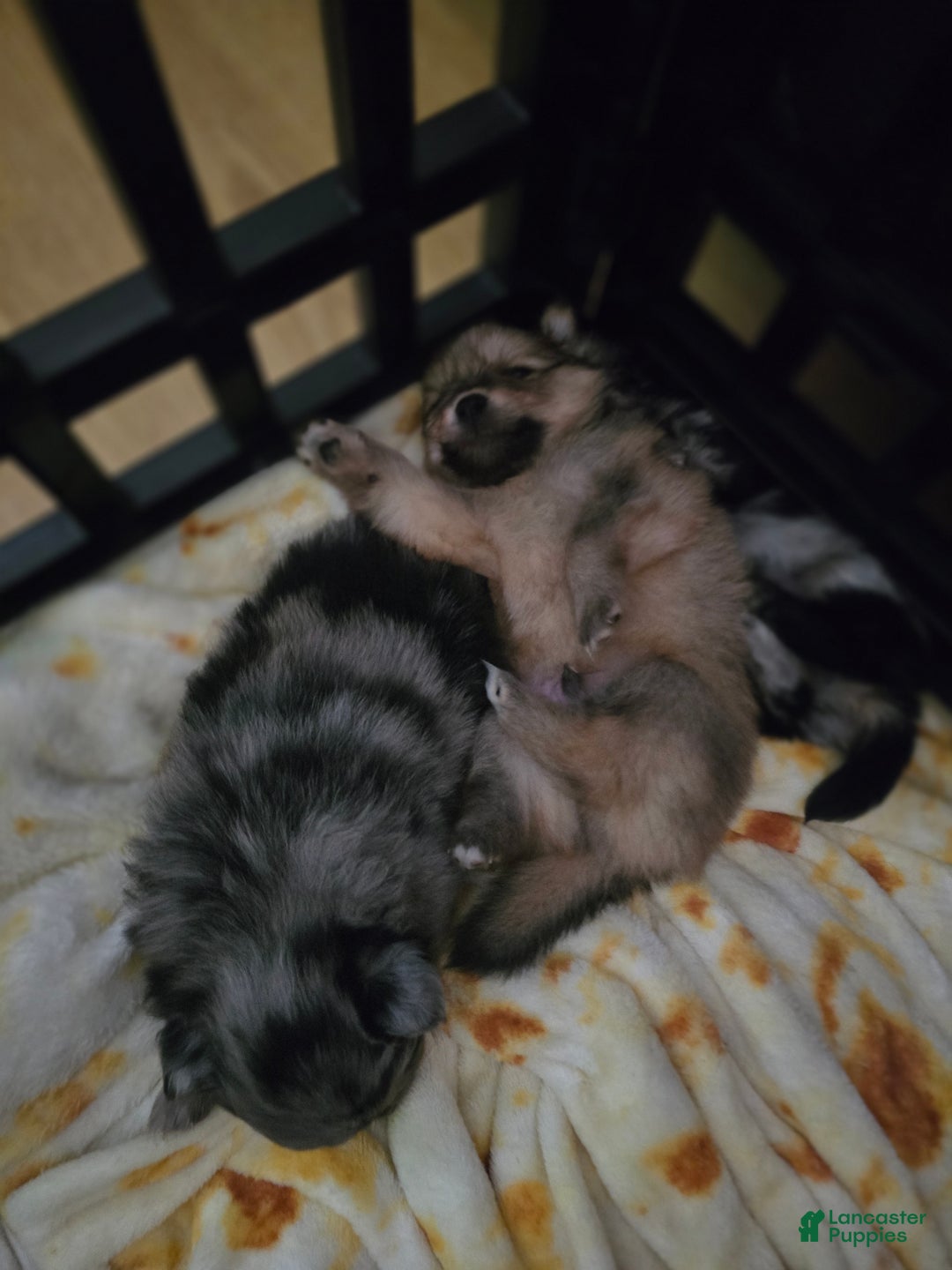 Pomeranian dogs for sale: Pomeranian Puppy 1 - Ad 1