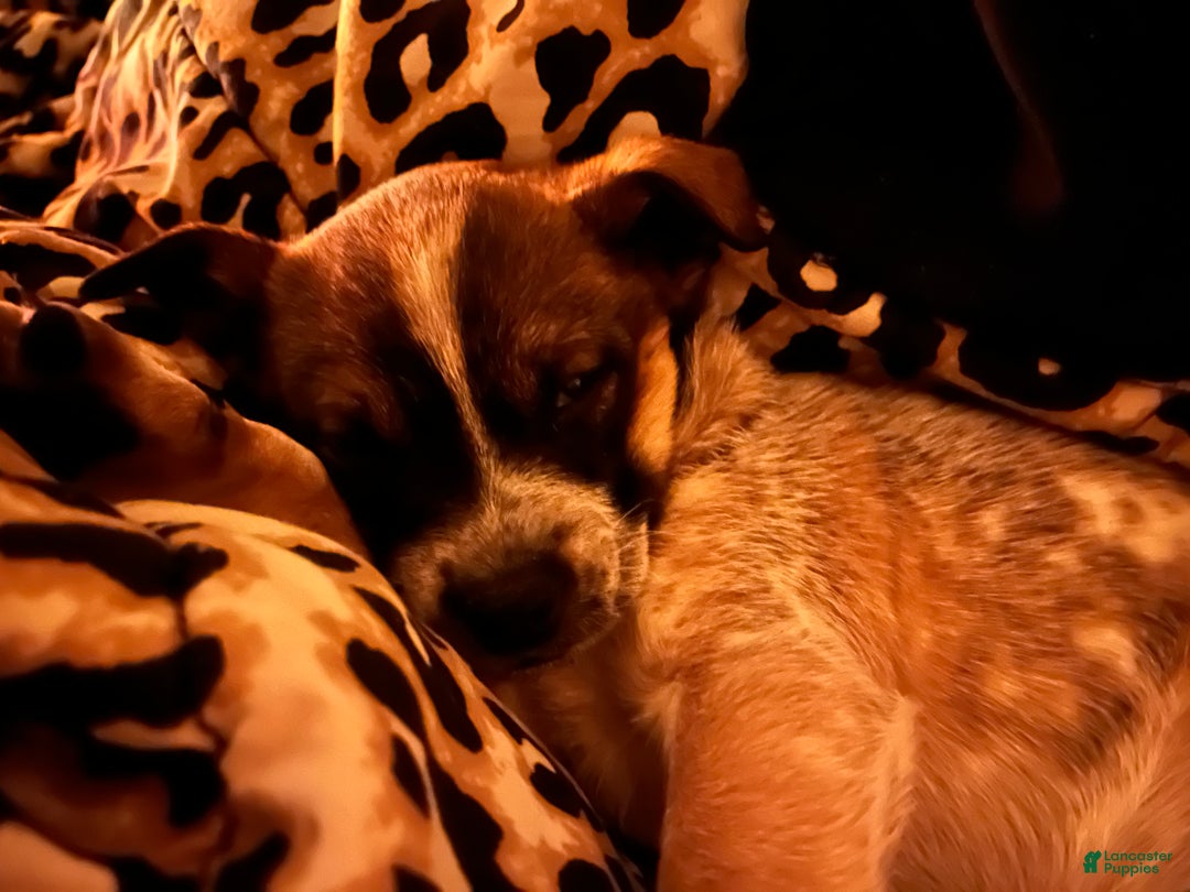 Australian Cattle Dog dogs for sale: Dolce - Ad 2