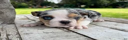 English Bulldog dogs for sale: Venom - Ad 4