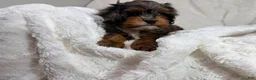 Cavapoo dogs for sale: Peanut 🥜  - Ad 17