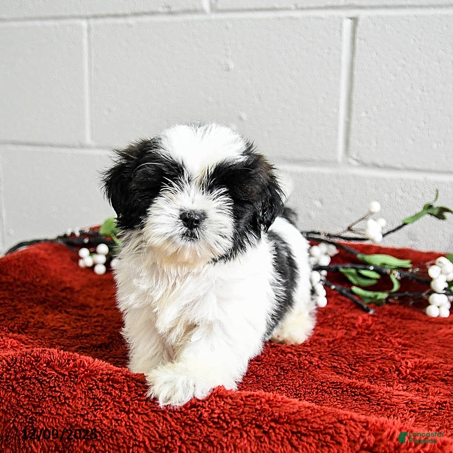 Shih Tzu dogs Hunter - Ad 22