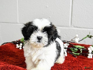 Shih Tzu dogs Hunter - Ad 18