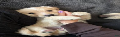 Lavender Collar