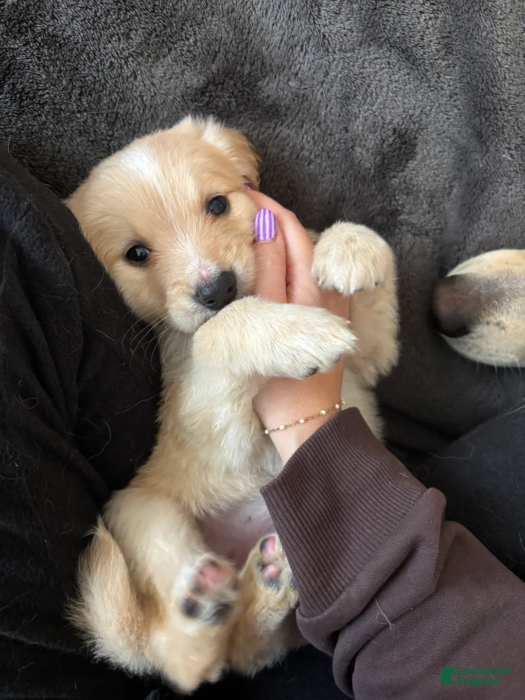 Mixed Breed dogs for sale: Lavender Collar - Ad 1