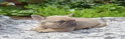 French Bulldog dogs for sale: MJ - Ad 4