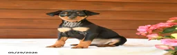 Miniature Pinscher dogs for sale: Charlie - Ad 2