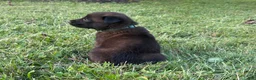 Belgian Malinois dogs for sale: Clark Kent (dark blue) - Ad 6