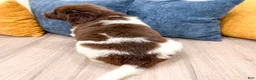 Newfoundland dogs for sale: Jenny - Ad 5