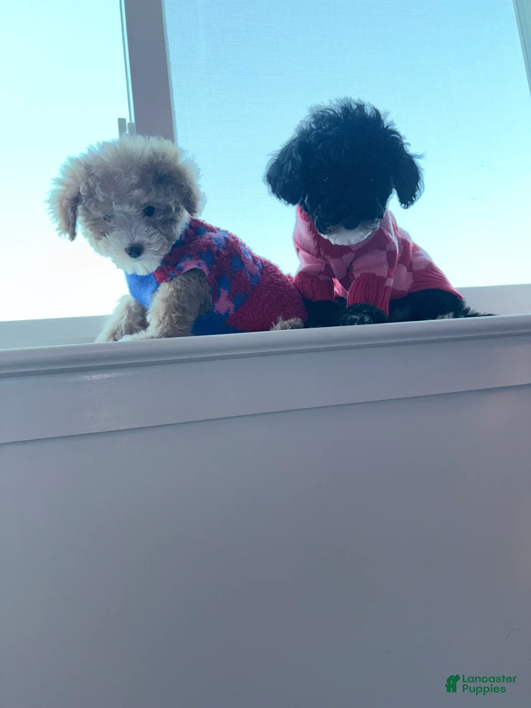 Mini Goldendoodle dogs for sale: Mini Goldendoodle “Oreo”  - Ad 2