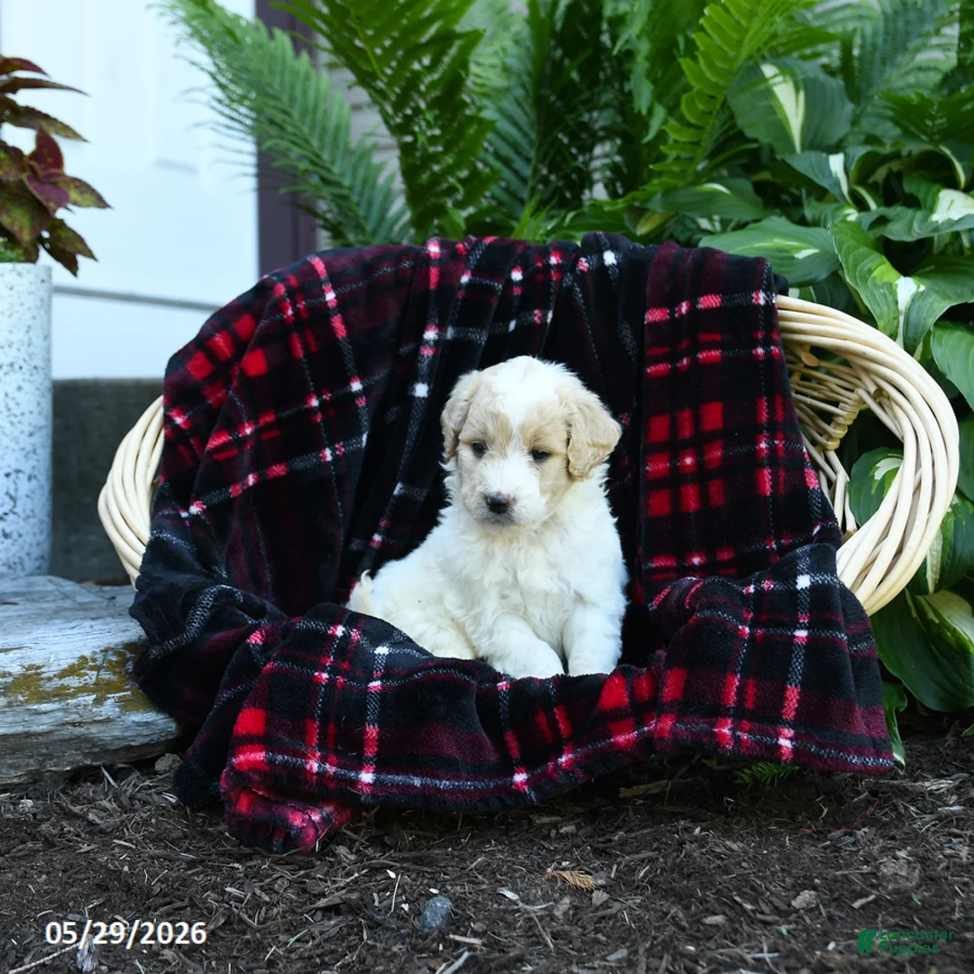 Goldendoodle dogs for sale: Pearl - Ad 1