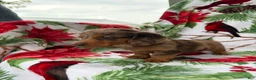 Miniature Dachshund dogs for sale: Lucy - Ad 6