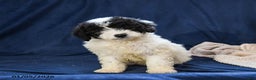 Miniature Poodle dogs for sale: Bella   - Ad 3