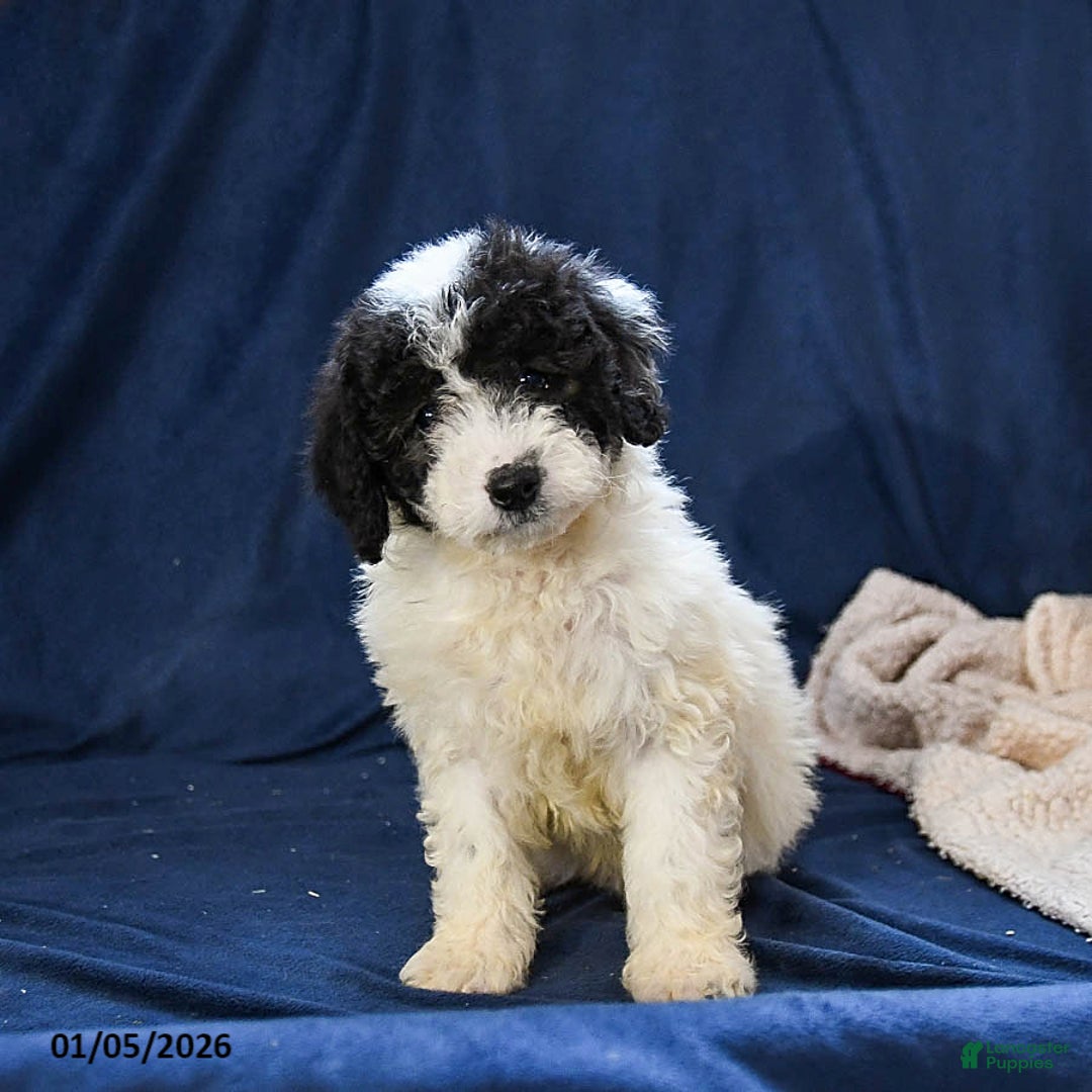 Miniature Poodle dogs for sale: Bella   - Ad 3