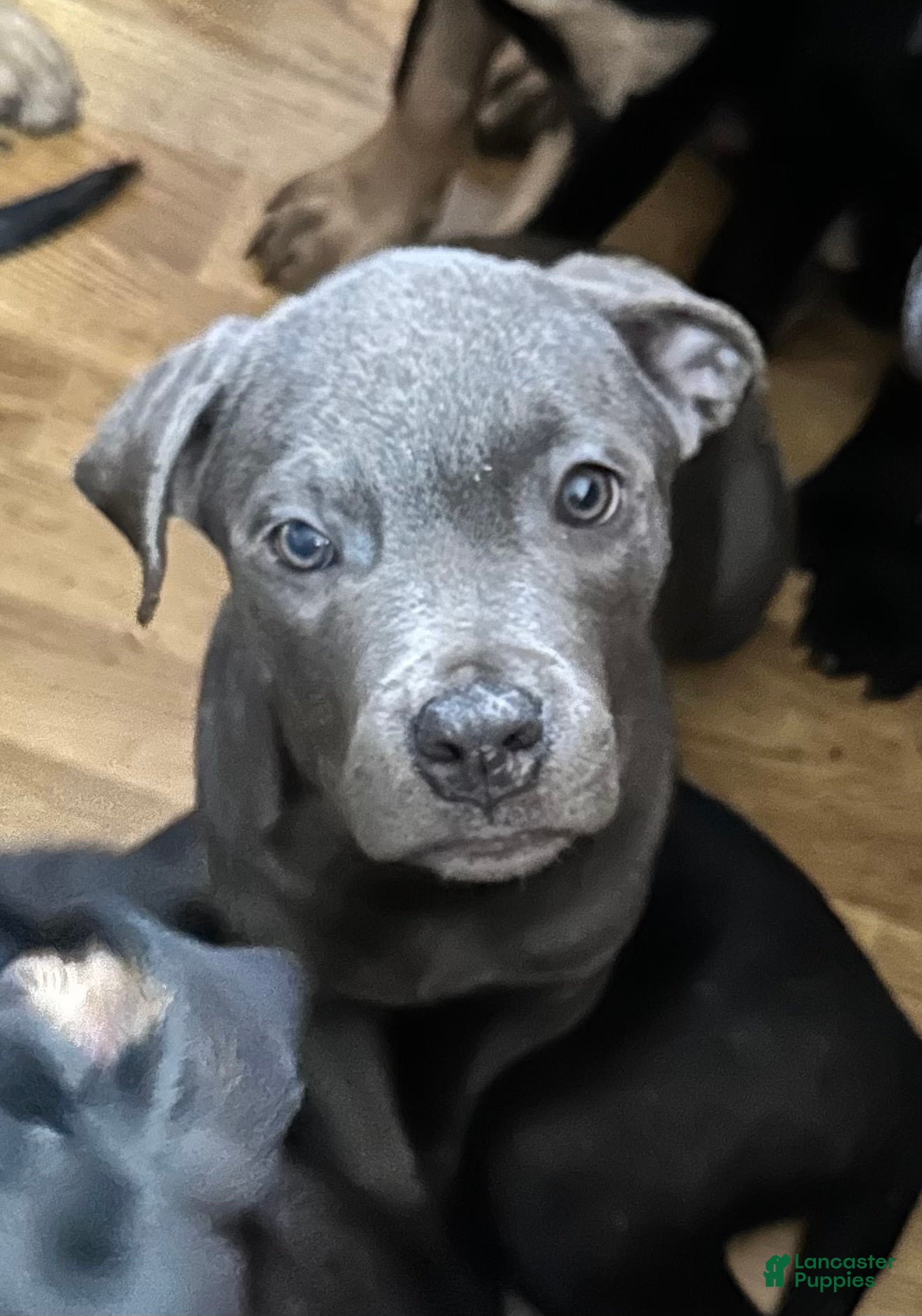 Mixed Breed dogs Cane Corso- Rottweiler Puppies - Ad 40