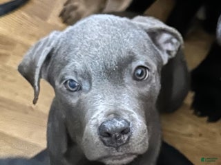 Mixed Breed dogs Cane Corso- Rottweiler Puppies - Ad 40