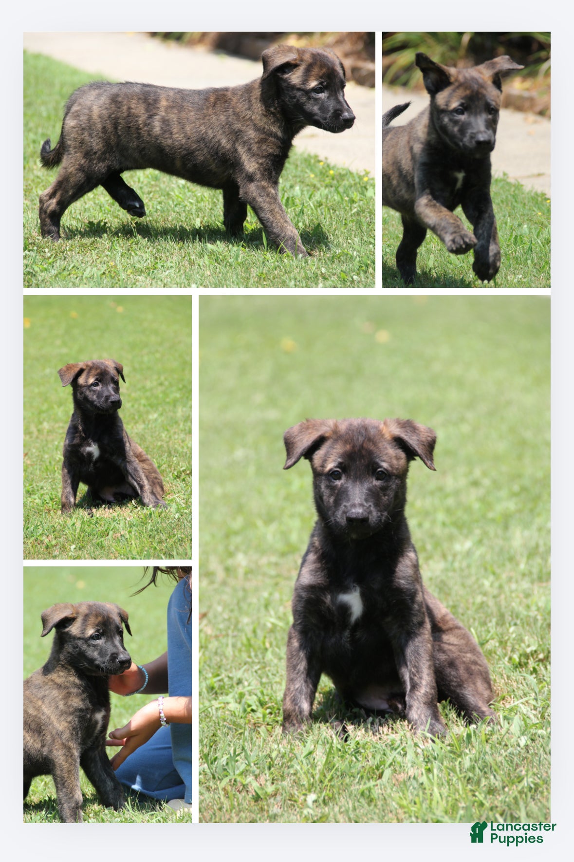Mixed Breed dogs Jewel - Ad 15