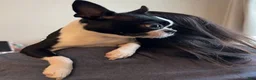 Mixed Breed dogs for sale: Boston terrier pug Breed 3 - Ad 2