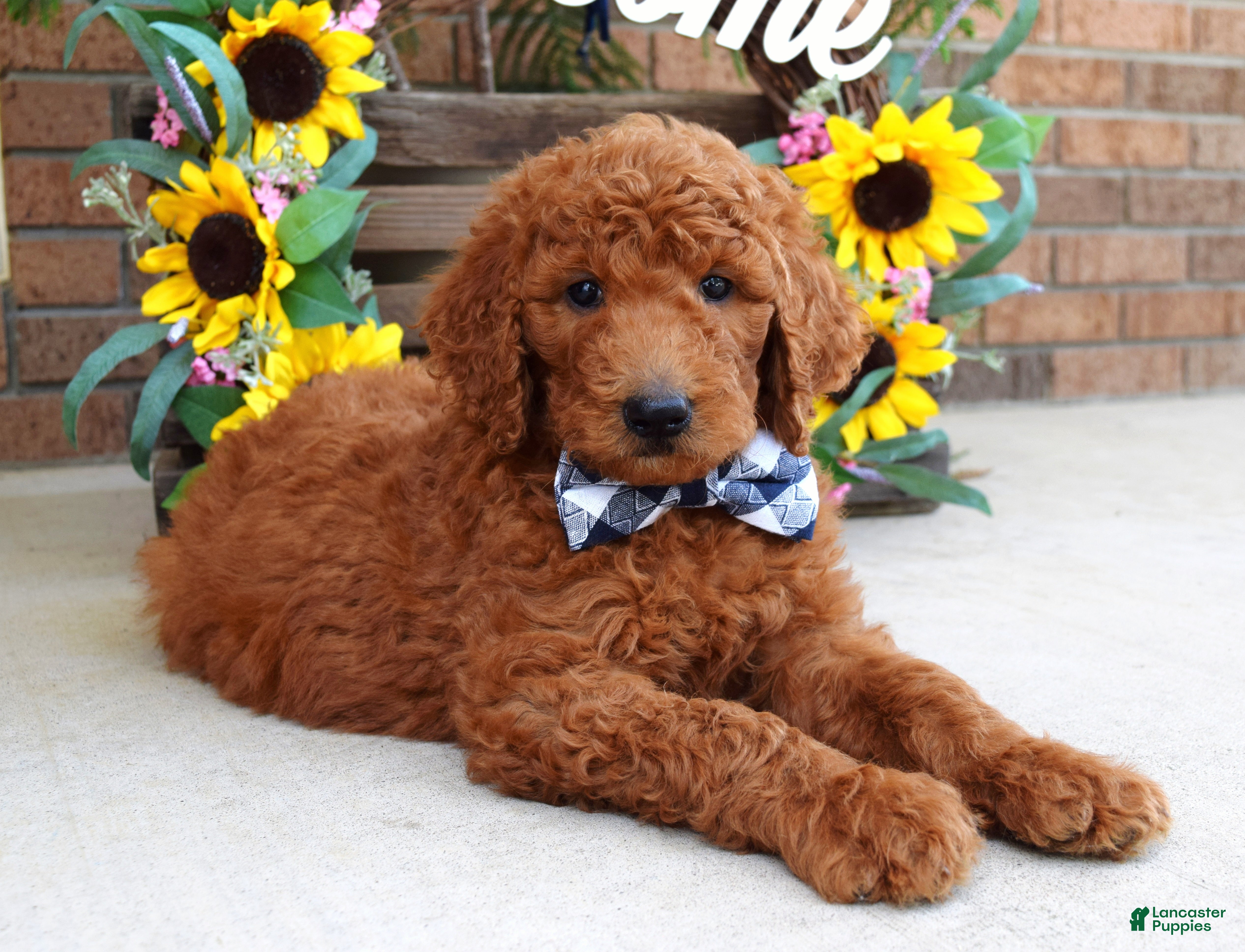Goldendoodle dogs Remington  - Ad 1
