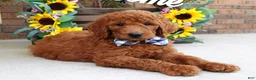 Goldendoodle dogs for sale: Remington  - Ad 1