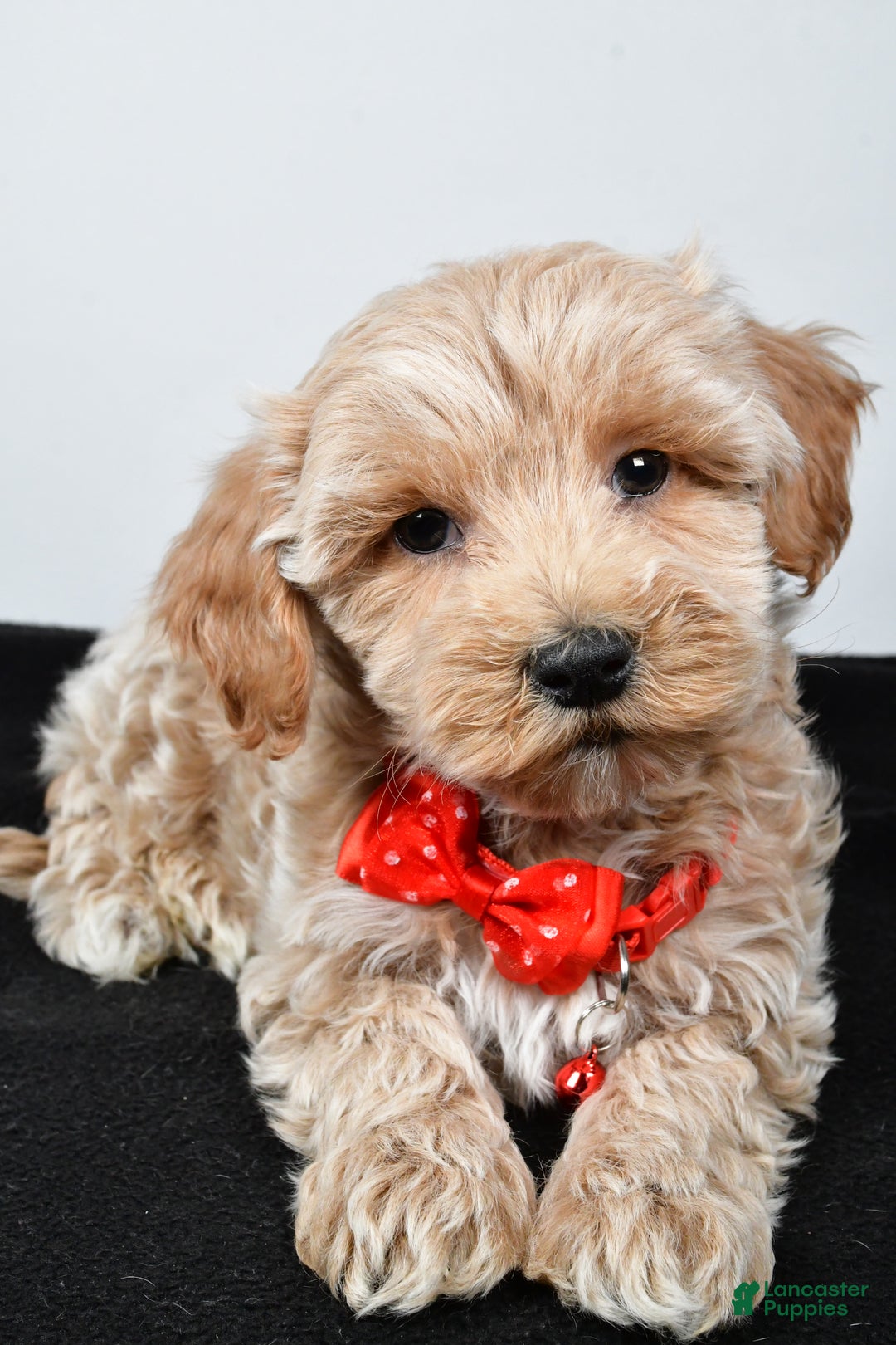 Maltipoo dogs for sale: Sanford - Ad 4
