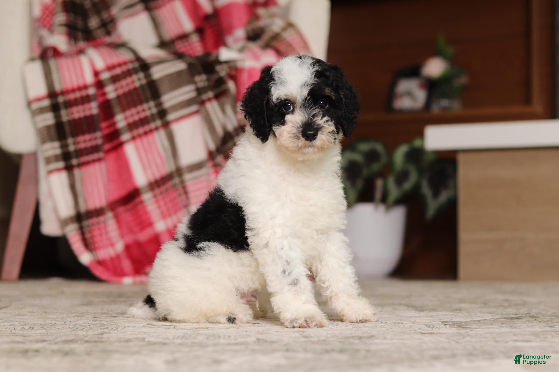 Miniature Poodle dogs Milo - Ad 2