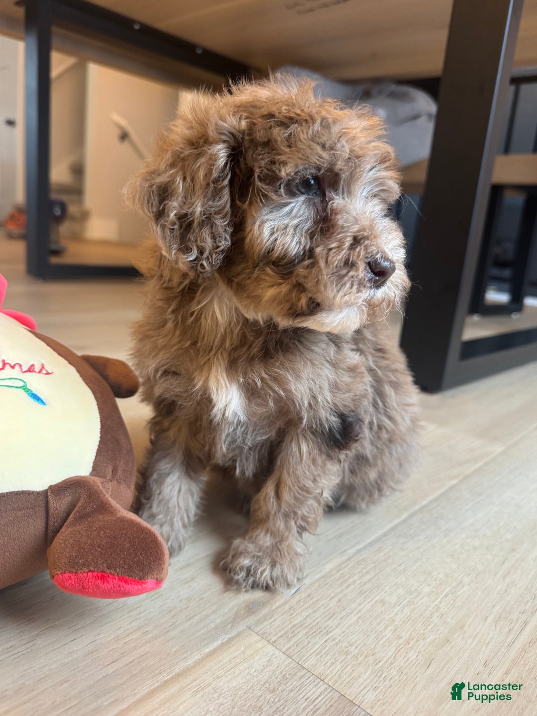 Mini Goldendoodle dogs for sale: Benny - Ad 3