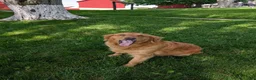 Goldendoodle dogs for sale: Mia - Ad 9