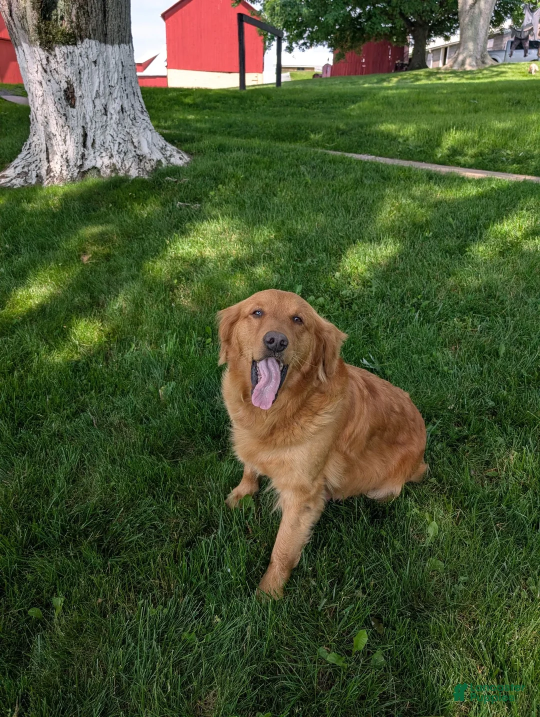 Goldendoodle dogs for sale: Mia - Ad 9