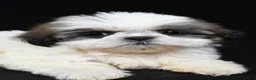 Shih Tzu dogs for sale: Gracie - Ad 3