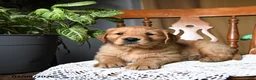 Golden Retriever dogs for sale: Cheddar - Ad 3