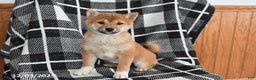 Shiba Inu dogs for sale: Jewel - Ad 2