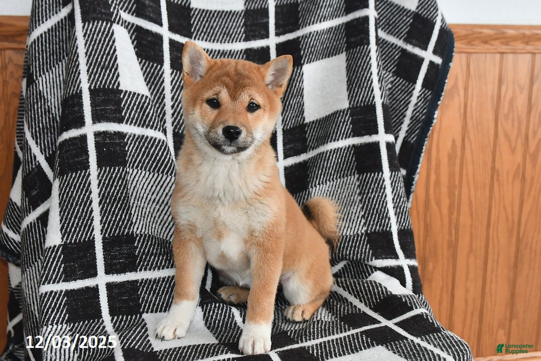 Shiba Inu dogs for sale: Jewel - Ad 2