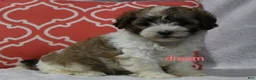 Shihpoo dogs for sale: Sienna  - Ad 4